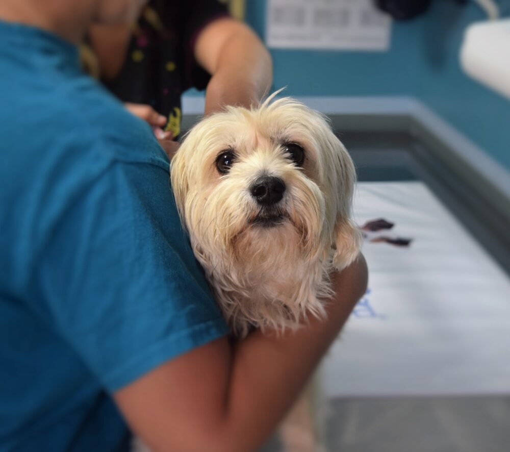 Moderní veterinární klinika s komplexní péčí pro malá zvířata