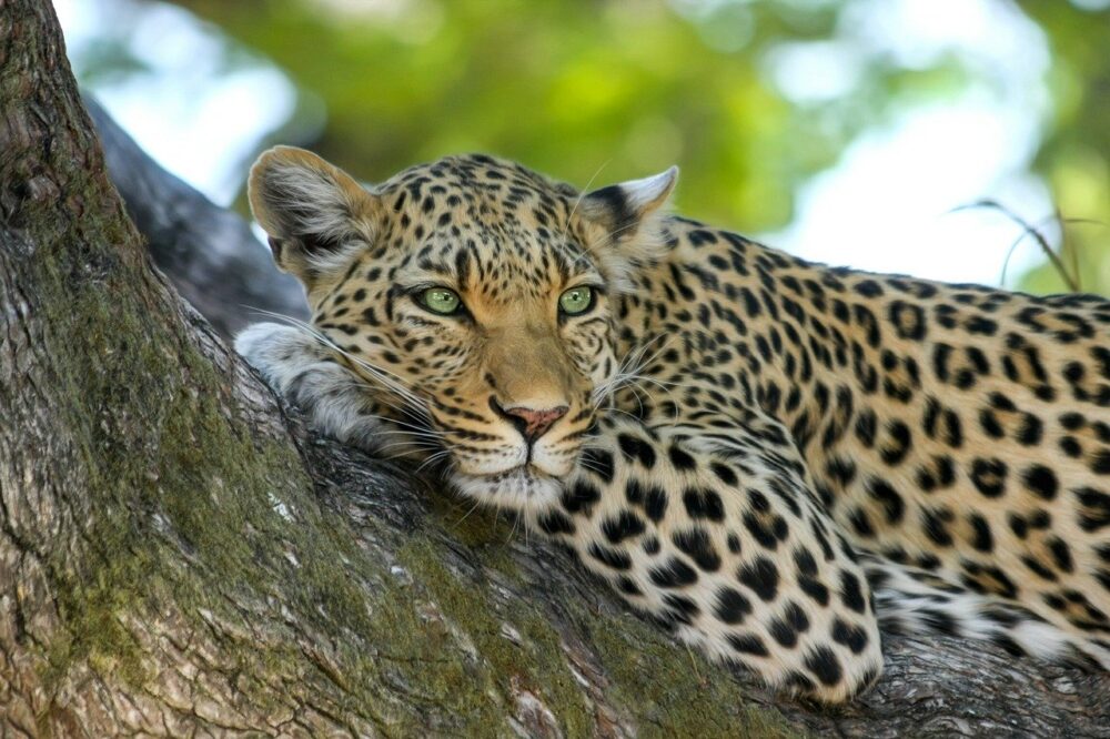 Africké safari nadchne každého milovníka přírody a fauny